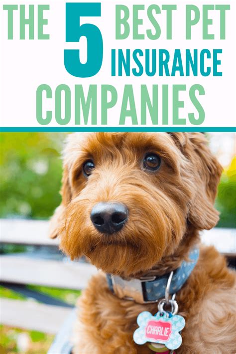 best pet insurance for emergency.